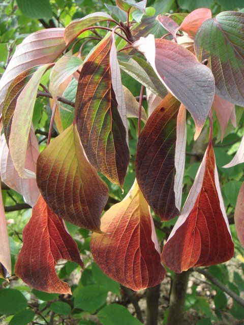 Cornus controversa automne